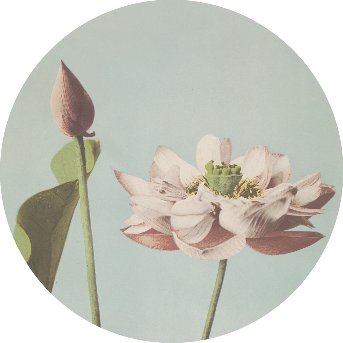ESTAhome selbstklebende runde Tapete Lotusblume Altrosa und Graublau - Ø 140 cm - 159018