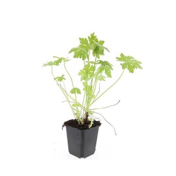 Bodendecker - Südeuropäischer Felsen-Storchschnabel - Geranium macrorrhizum - 9cm Topf - Set mit 60 Pflanzen