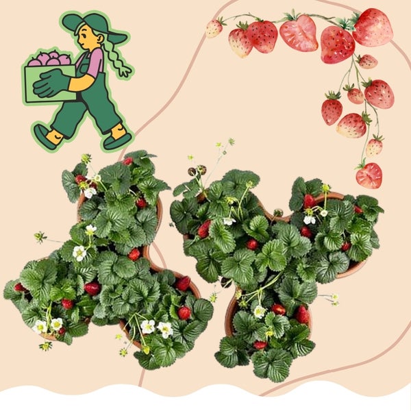 Drei Erdbeerpflanzen in einem Topf mit Erdbeer Illustrationen und einer Gärtnerin mit Erdbeeren.