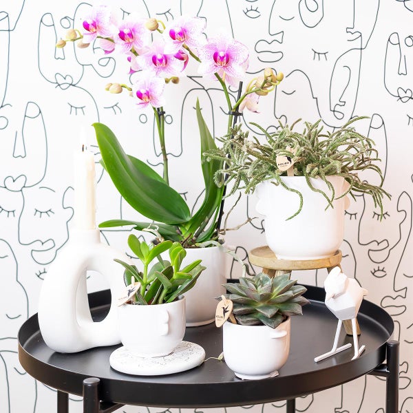 Kolibri Orchids Rosa Phalaenopsis Orchidee Mineral Rotterdam Topfgröße 9cm blühende Topfpflanze frisch vom Züchter