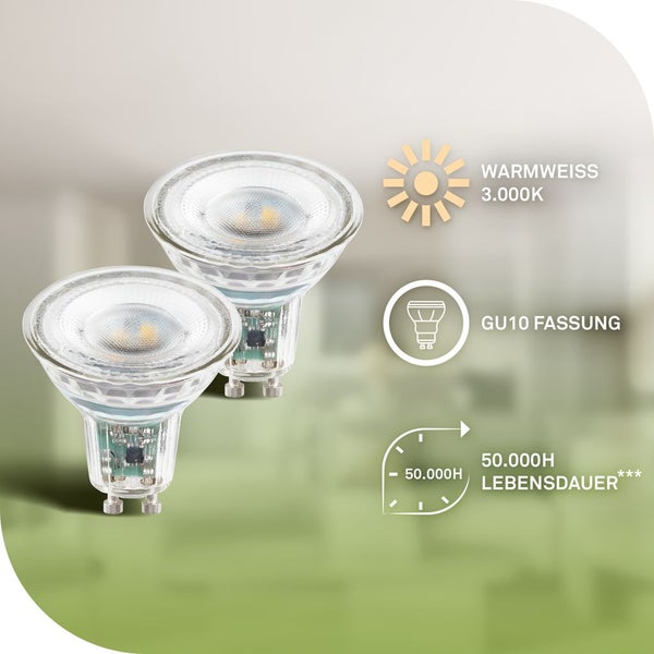 Elefantenfuß Flaschenbaum mit Anzuchtsubstrat