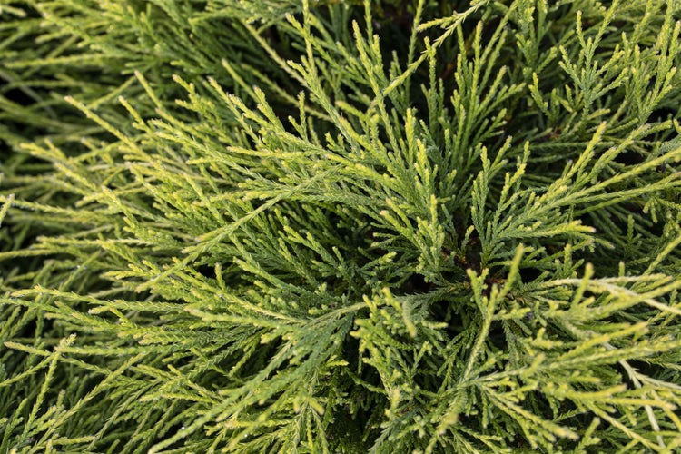 Chamaecyparis pisifera 'Filifera Nana', Zypresse, kompakt, 25–30 cm
