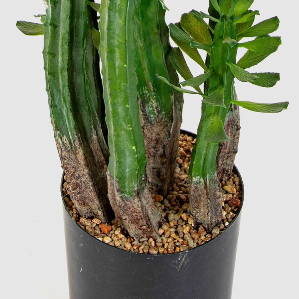 Nahaufnahme einer Euphorbia trigona in einem schwarzen Pflanztopf mit Kies