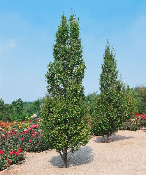 Carpinus betulus 'Fastigiata', Hainbuche, säulenförmig, 150–175 cm