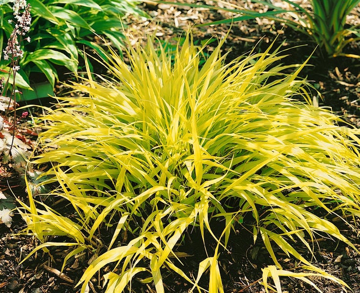Hakonechloa macra 'All Gold', Japanisches Waldgras, goldgelb, ca. 11x11 cm Topf