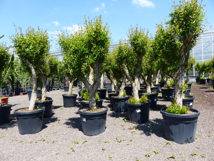 XL knorriger alter Punica Granatum 180 - 220 cm Granatapfelbaum Obstbaum Obst