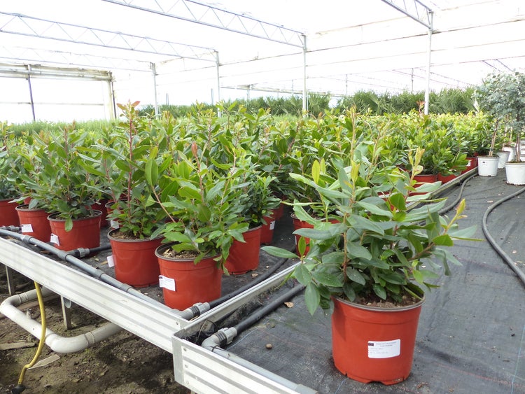 Erdbeerbäume Arbutus unedo in Kunststofftöpfen in einem hellen, organisierten Gewächshaus mit automatischem Bewässerungssystem.