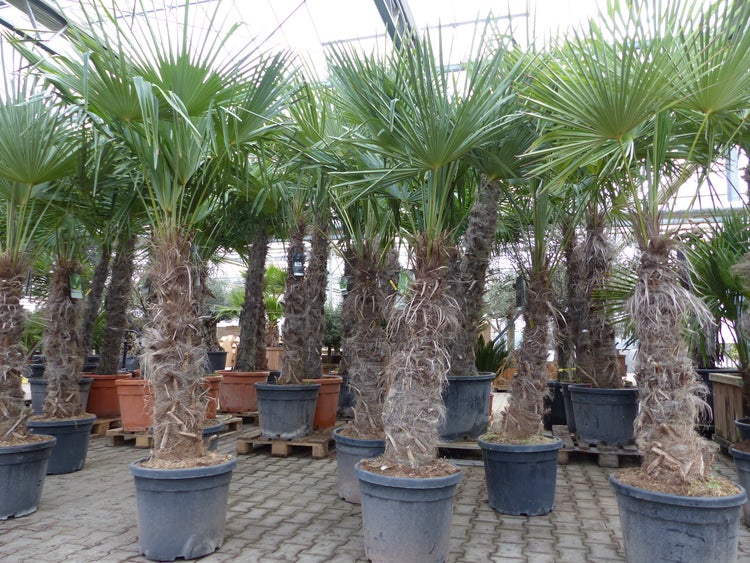 XXXXL 210 - 230 cm Trachycarpus fortunei Hanfpalme, winterharte Palme bis -18°C