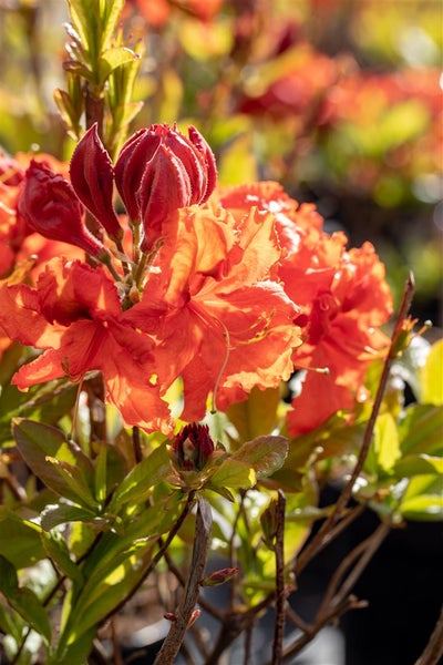 Rhododendron luteum 'Gibraltar', gelb-orange, 40–50 cm