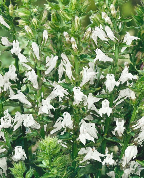 Lobelia siphilitica 'Alba', weiße Lobelie, ca. 9x9 cm Topf