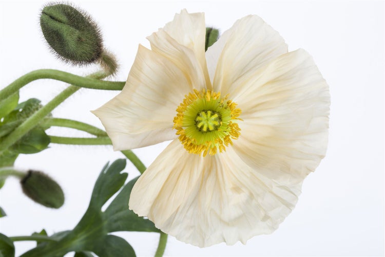 Papaver nudicaule 'Gartenzwerg', Islandmohn, bunt, ca. 9x9 cm Topf