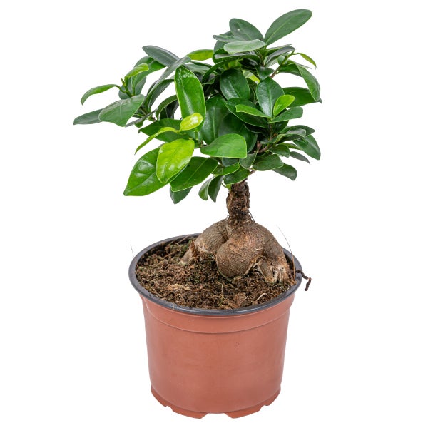 Bonsai-Baum - Ficus 'Ginseng' - ⌀12 cm - ↕ 35 cm