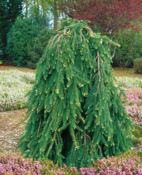 Picea abies 'Inversa', Hänge-Fichte, 100–125 cm