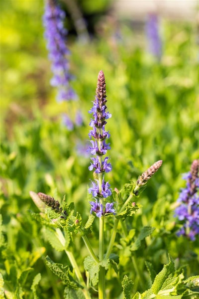 Salvia nemorosa 'Blauhügel', Steppensalbei, blau, ca. 9x9 cm Topf