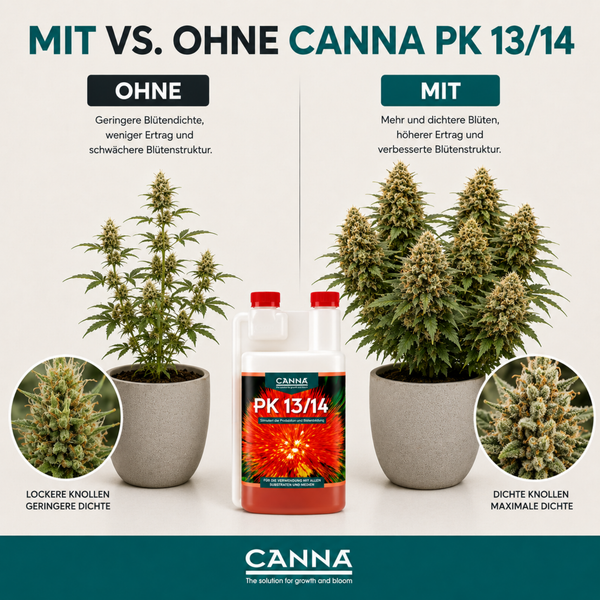 Infografik zum Vergleich von Pflanzen mit und ohne Canna PK 13 14 Pflanzendünger zur Steigerung von Blütendichte und Ertrag.