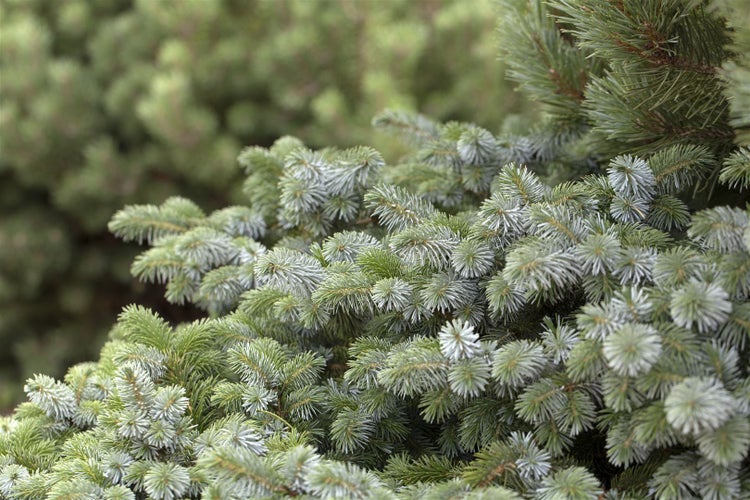 Picea sitchensis 'Silberzwerg', Sitka-Fichte, silbrig, 25–30 cm