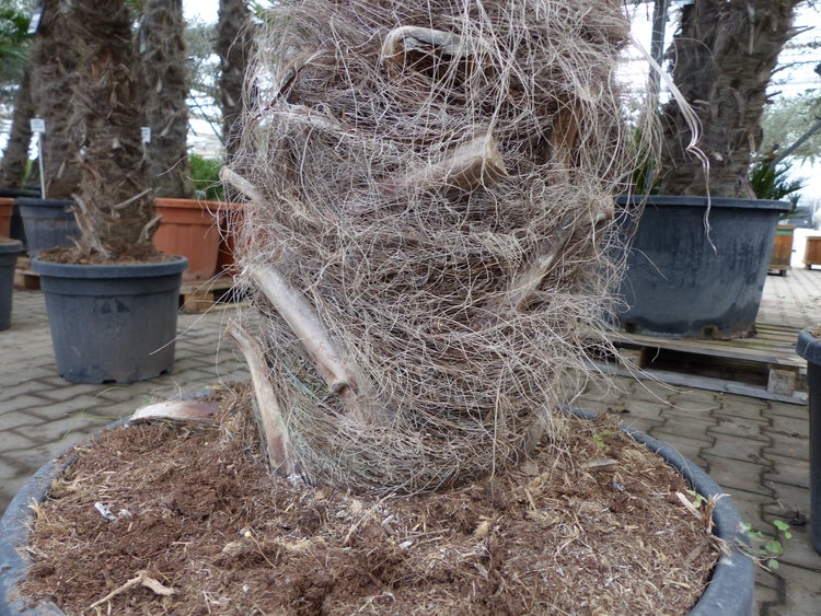 XXXXL 210 - 230 cm Trachycarpus fortunei Hanfpalme, winterharte Palme bis -18°C