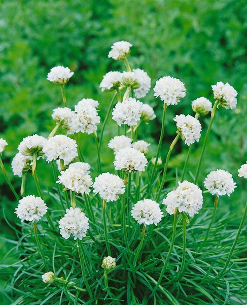 Armeria maritima 'Alba', Grasnelke, weiß, ca. 9x9 cm Topf