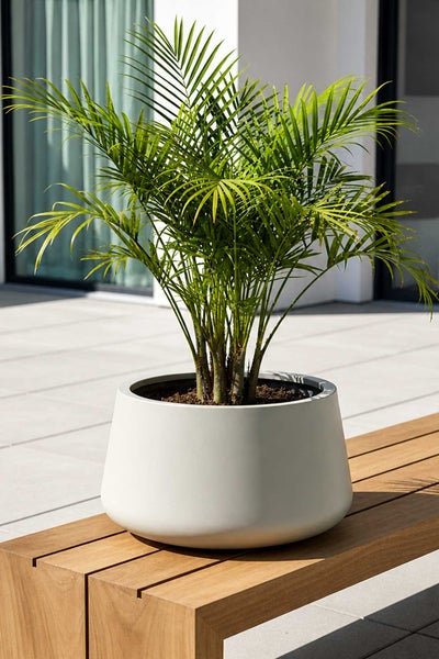 Grüne Palme in einem großen runden Pflanzkübel auf einer hölzernen Gartenbank auf einer hellen Terrasse.