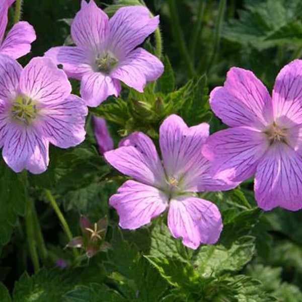 Nahaufnahme von lila Storchschnabelblüten im Garten.