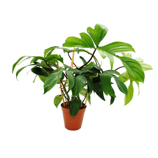 Philodendron im Topf mit Rankhilfe