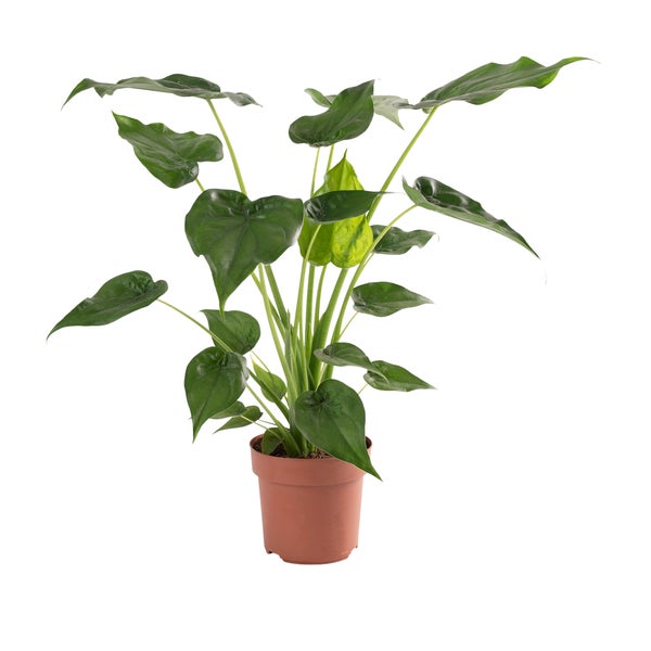 1x WL Alocasia Cucullata P21H65