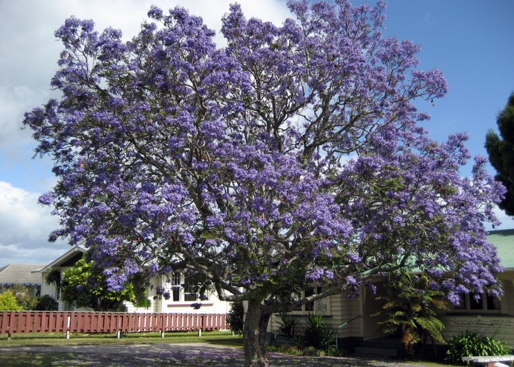 SAFLAX Garden to go - Jacaranda - Jacaranda mimosifolia - 50 Samen - Mit Topf, Klima - Deckel und Anzuchtsubstrat