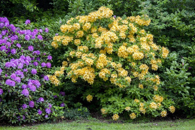 Rhododendron luteum 'Goldpracht', gelb, 50–60 cm