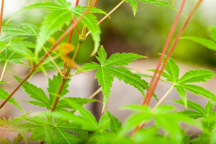 Acer palmatum 'Phoenix', Japanischer Ahorn, rot, 60–100 cm