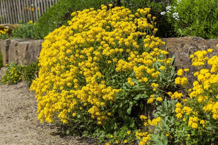 Alyssum saxatile, Steinkraut, gelb, ca. 9x9 cm Topf