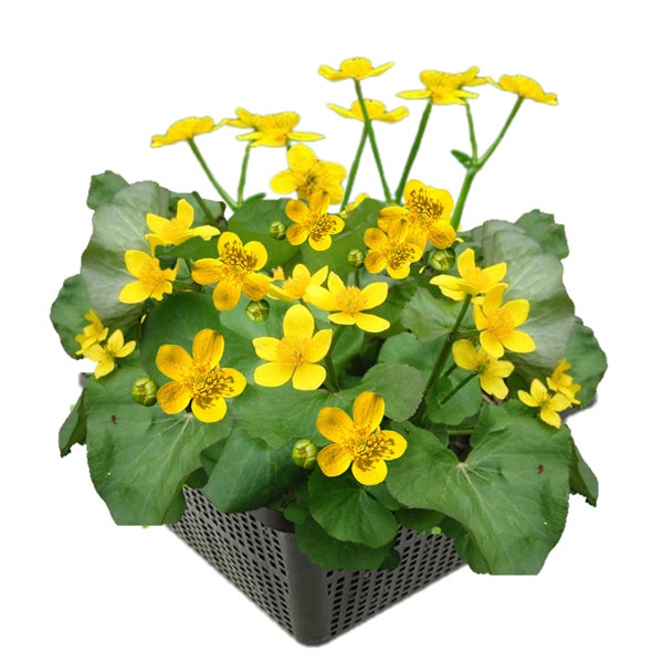 Sumpfdotterblume Caltha palustris im Pflanzkorb mit gelben Blüten und grünen Blättern.