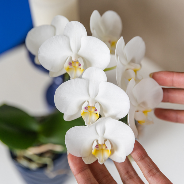 Nahaufnahme einer weißen Orchidee im Topf