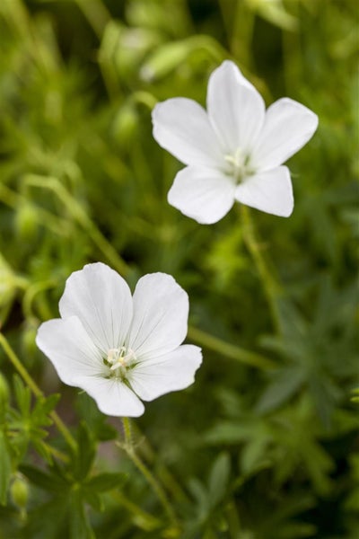 Geranium sanguineum 'Album', Storchschnabel, weiß, ca. 9x9 cm Topf