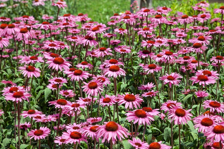 Feld mit purpurroten Sonnenhüten