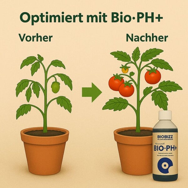 Vorher-Nachher-Vergleich einer Tomatenpflanze mit Biobizz Bio PH plus zeigt gesteigertes Pflanzenwachstum und höhere Erträge.