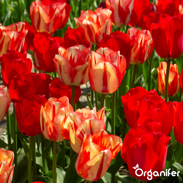 Ein Blumenbeet mit zahlreichen rot und gelb geflammten Tulpen in voller Blüte.