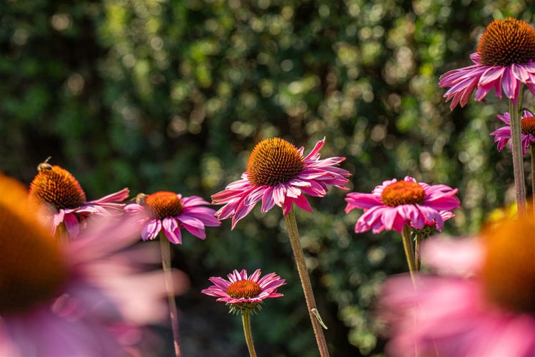 Echinacea purpurea 'PowWow Wild Berry', Purpursonnenhut, ca. 9x9 cm Topf