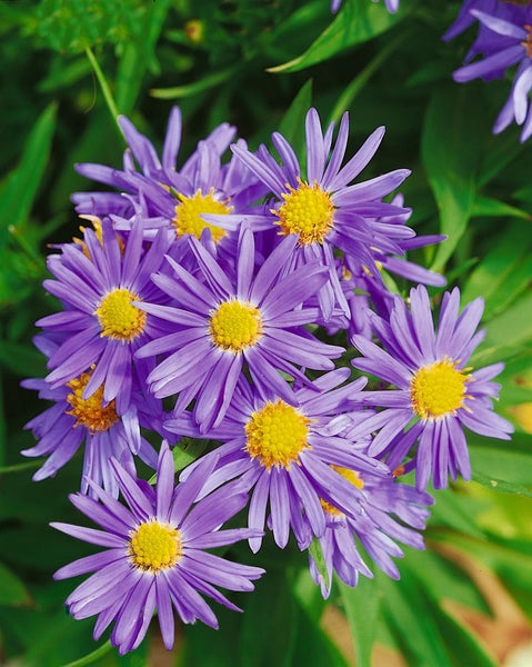 Aster dumosus 'Prof.Anton Kippenberg', Kissen-Aster, violett, ca. 9x9 cm Topf