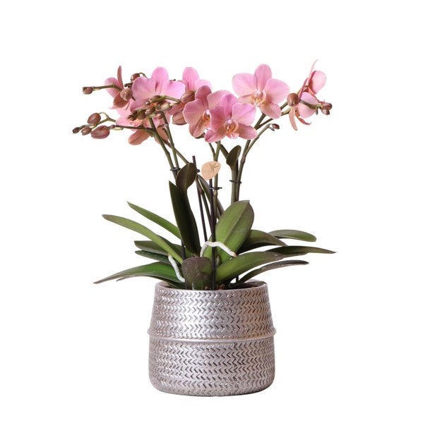 Kolibri Orchids Rosa Phalaenopsis-Orchidee Treviso im Groove-Topf silber Topfgröße 12cm 35cm hoch blühende Zimmerpflanze
