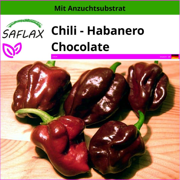 SAFLAX  - Chili - Habanero Chocolate - Capsicum chinense - 10 Samen - Mit keimfreiem Anzuchtsubstrat