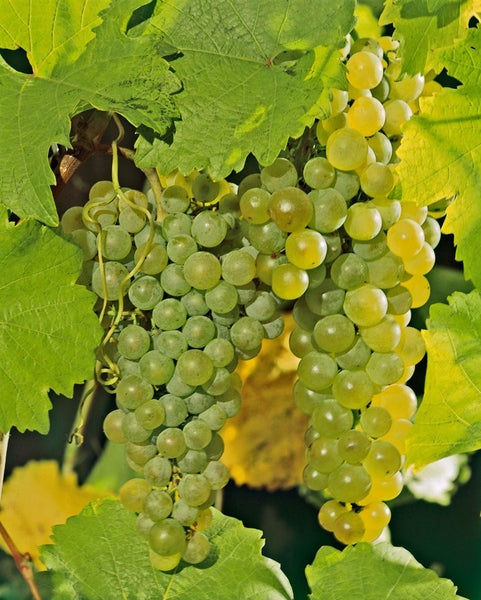 Vitis vinifera, Weinrebe, weiß, 40–60 cm