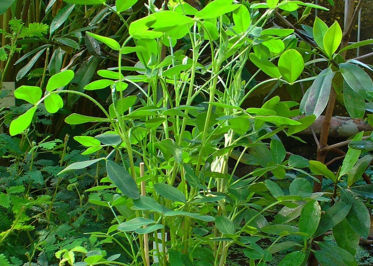 SAFLAX Garden to go - Erdnuß - Arachis hypogaea - 8 Samen - Mit Topf, Klima - Deckel und Anzuchtsubstrat