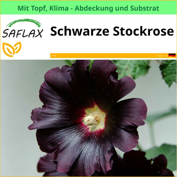 Schwarze Stockrose von Saflax im Topf mit Klimaabdeckung und Substrat