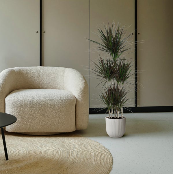 Wohnzimmer-Szene mit Sessel, Teppich und Drachenbaum im Topf vor einem Schrank