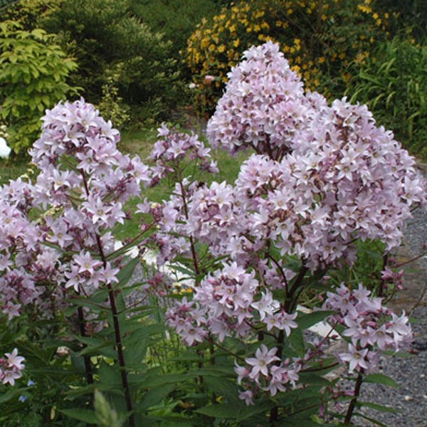 Blühende Sternglockenblume im Garten
