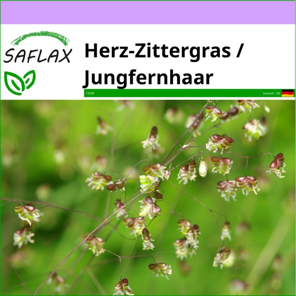 SAFLAX  - Herz-Zittergras / Jungfernhaar - Briza media - 75 Samen