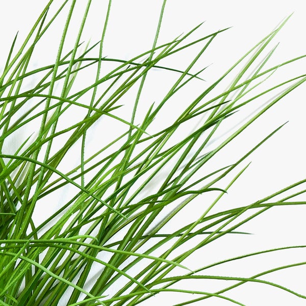 Künstliche Hängepflanze mit fein verzweigten grünen Blättern an dünnen Stielen.