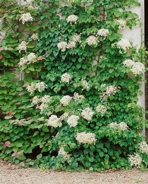 Hydrangea petiolaris, Kletterhortensie, weiß, 100–125 cm