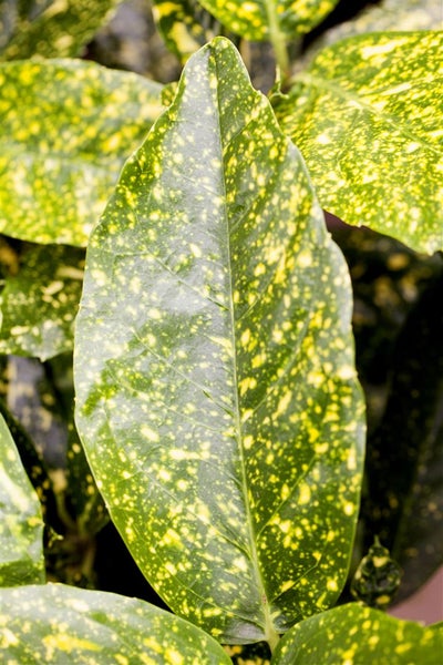 Aucuba japonica 'Variegata', Japanische Aukube, buntes Laub, 40–60 cm