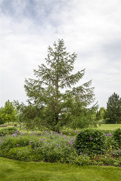 Großer Baum mit grünen Blättern in einem Garten.